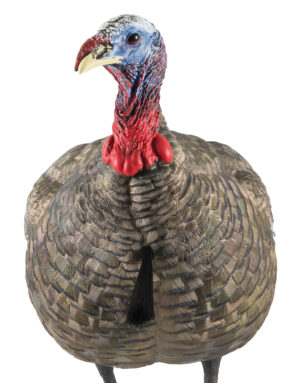 Avian X LCD Quarter-Strut Jake turkey decoy multi-color front view