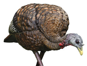 Avian X LCD Feeder Hen turkey decoy in Dura-Rubber, multi-color, folded and deployed views