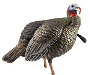 Avian X HDR Jake lifesize turkey decoy quarter-strut with two removable heads