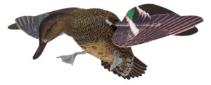 Avian X PowerFlight spinning-wing hen green-winged teal decoy with angled wings